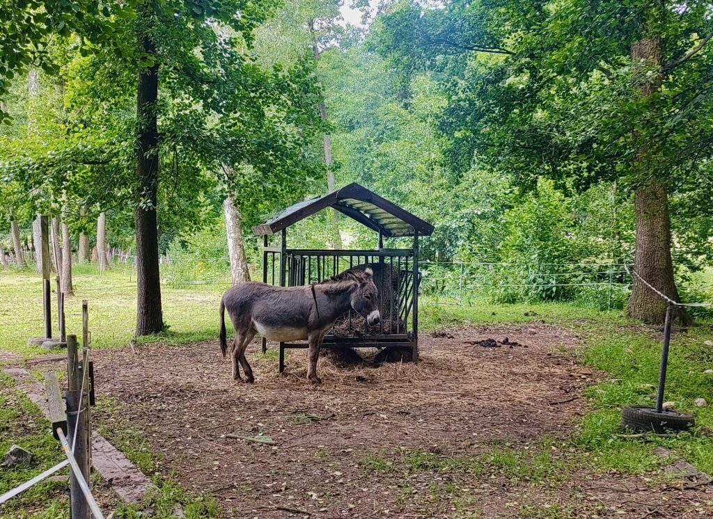 Donko in in Krušné hory