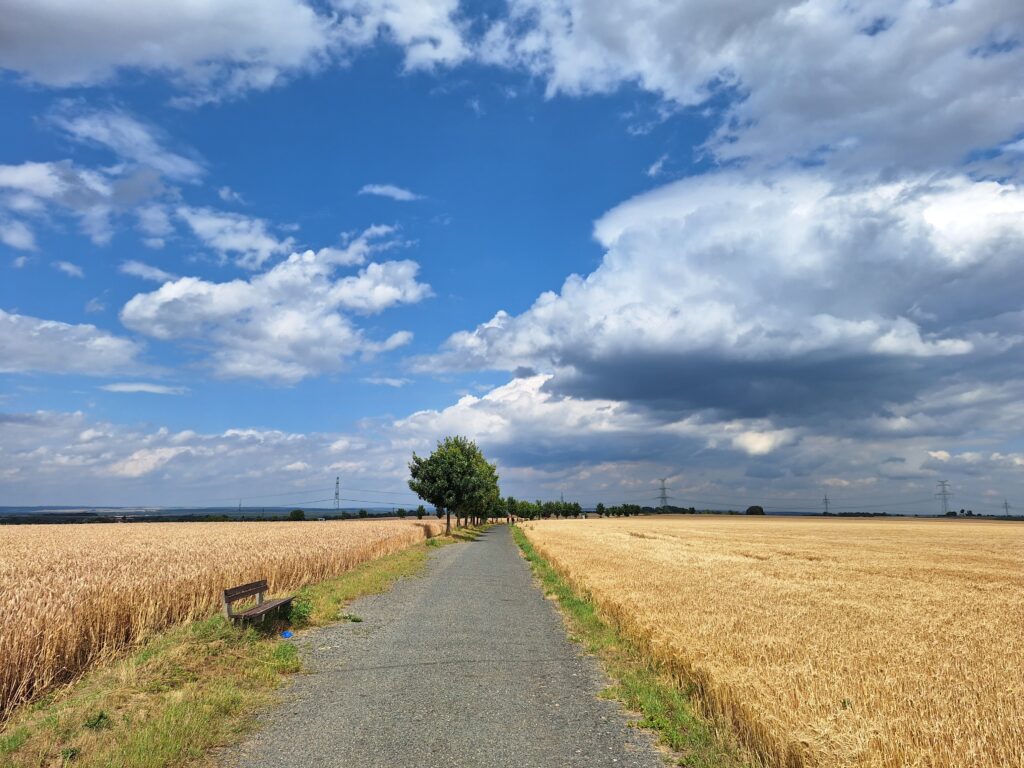 In the middle of wheat fields - ride to Nymburk for ice cream