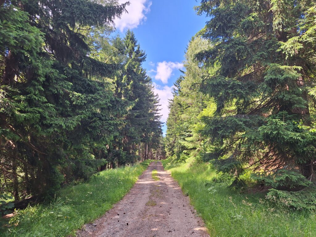 Forest in Krušné hory