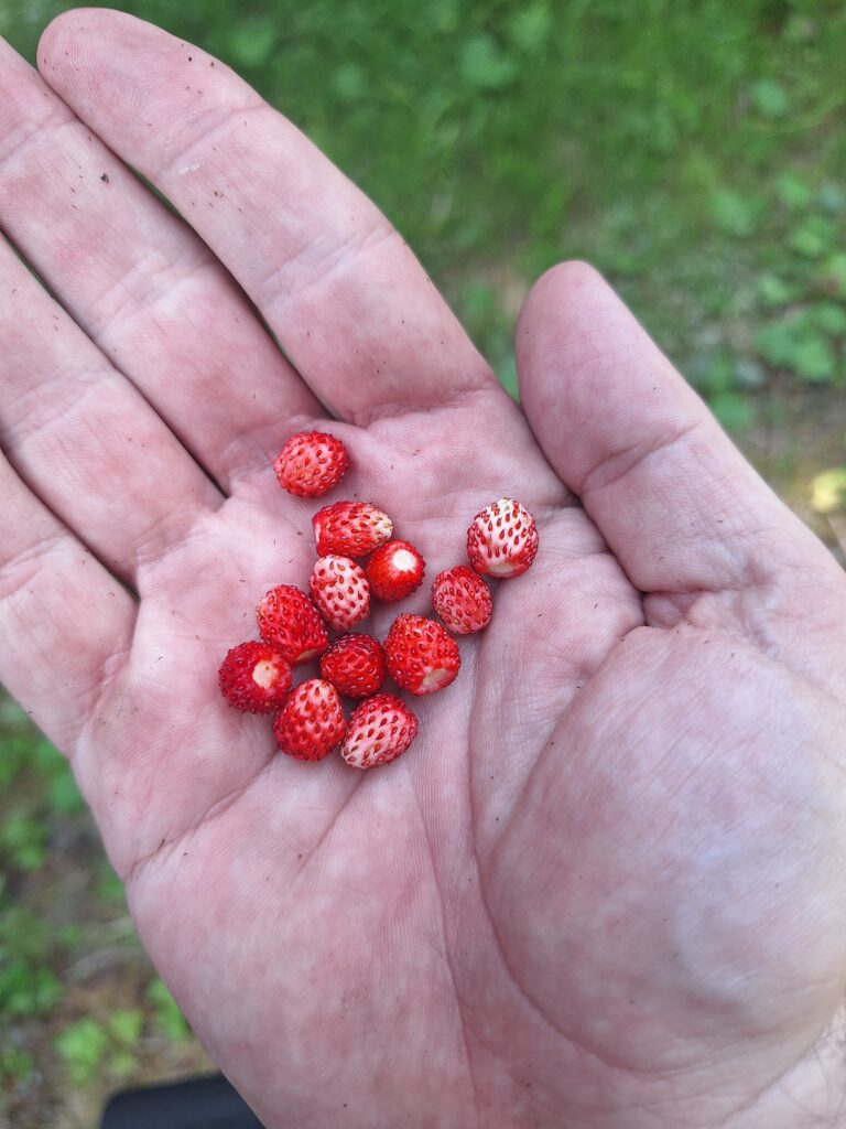 Wild strawberries in Krušné hory