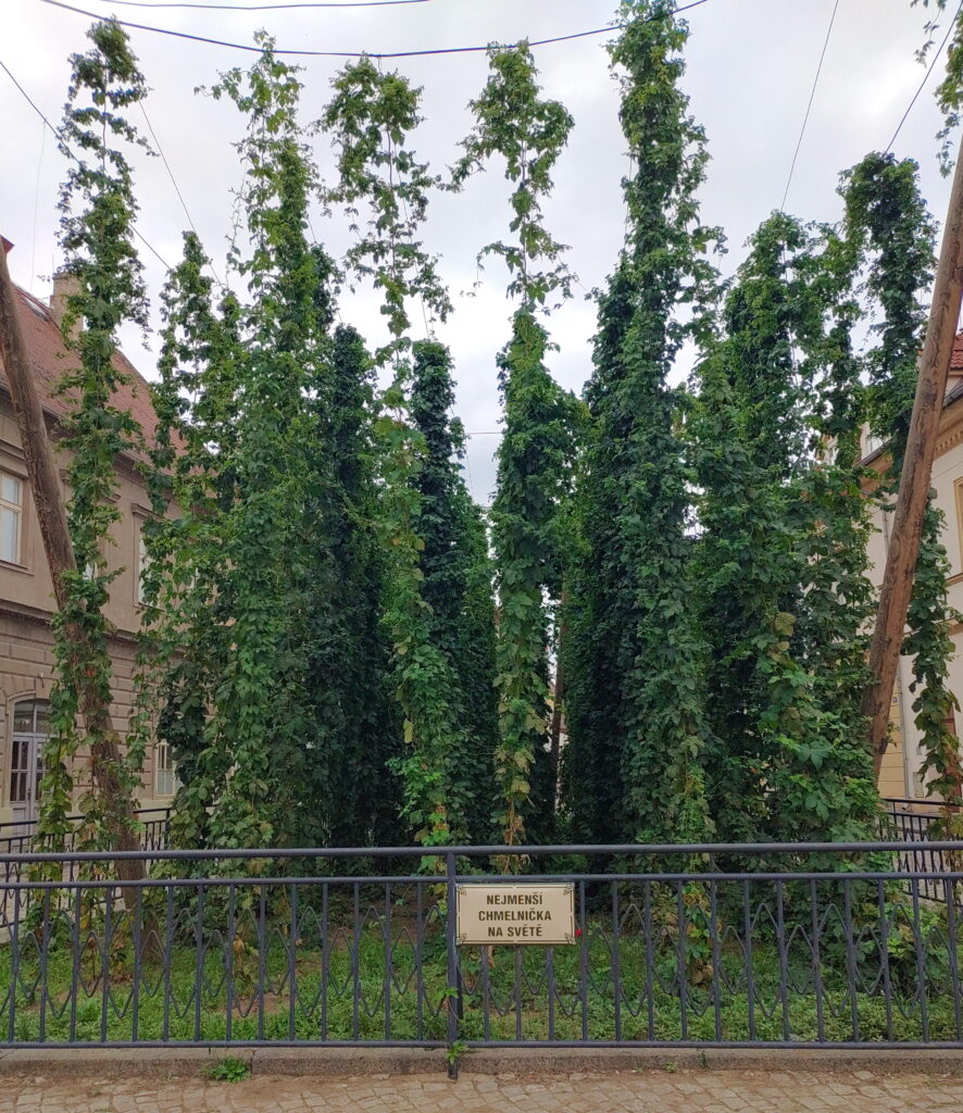 The smallest hop garden in the world.