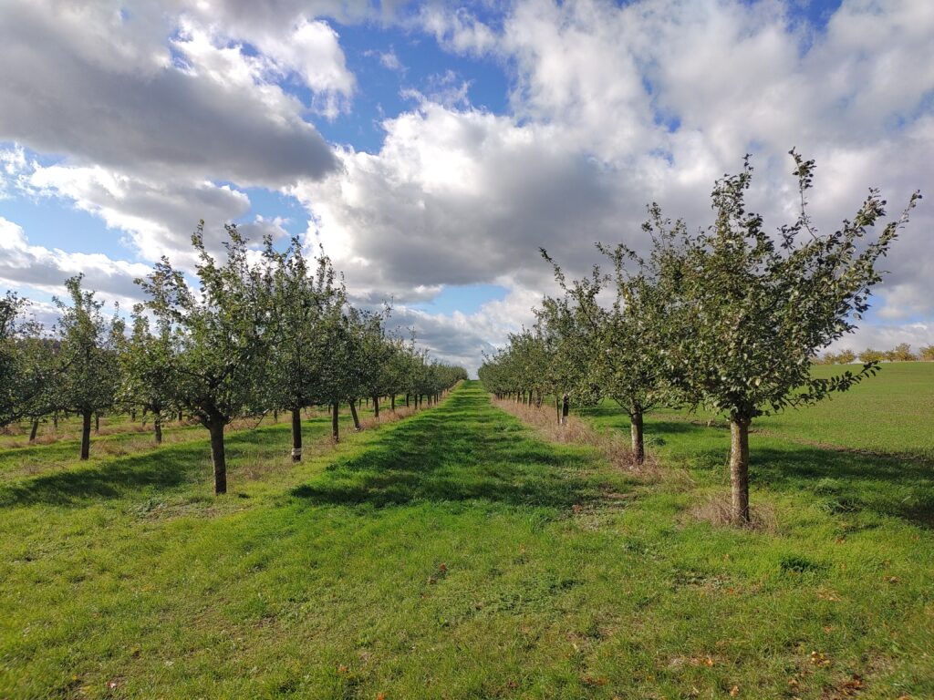 Orchards at the foot of Hazmburk.