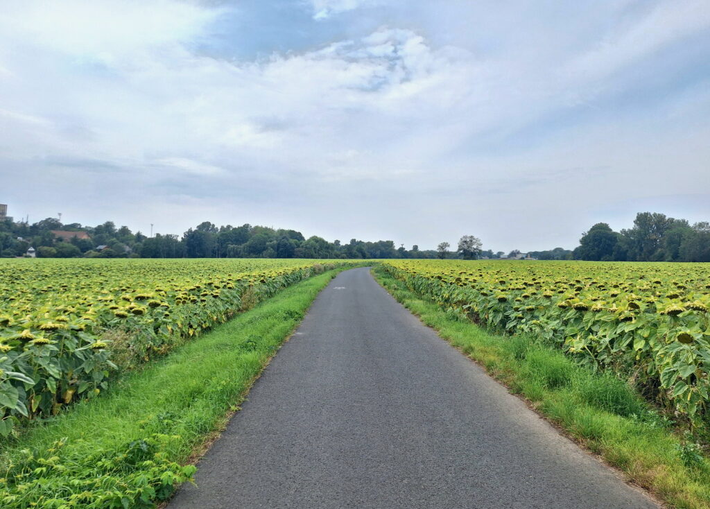 Sunflower fields in Louny.