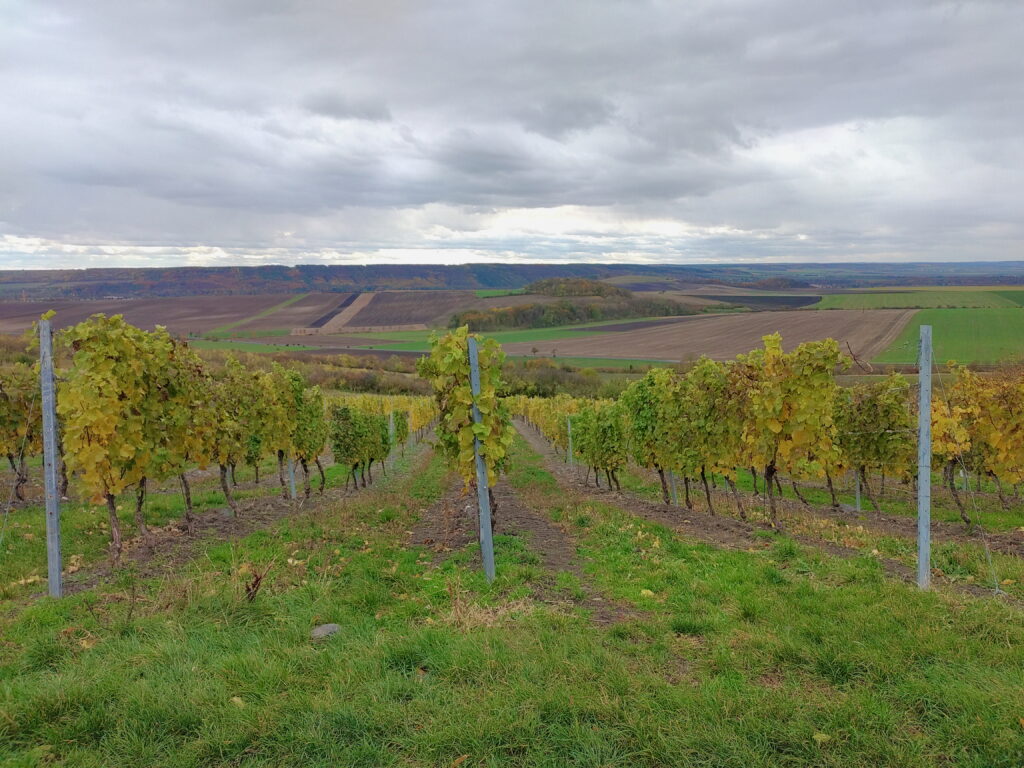 Wineyards under Hazmburk.