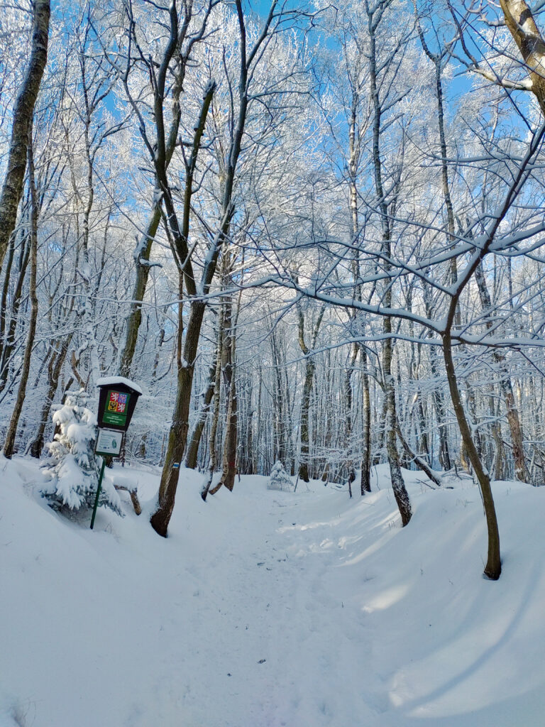 In the forest, on the way to Milešovka