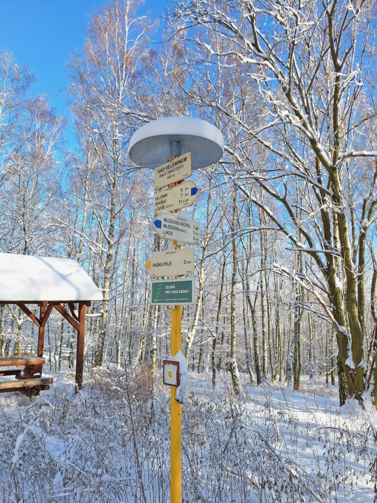 In the forest, on the way to Milešovka