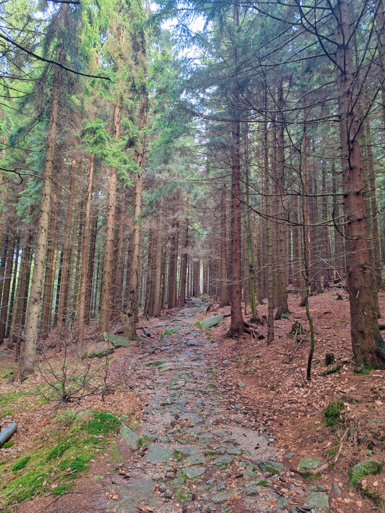Forest - hike to Jizerka and Bukovec