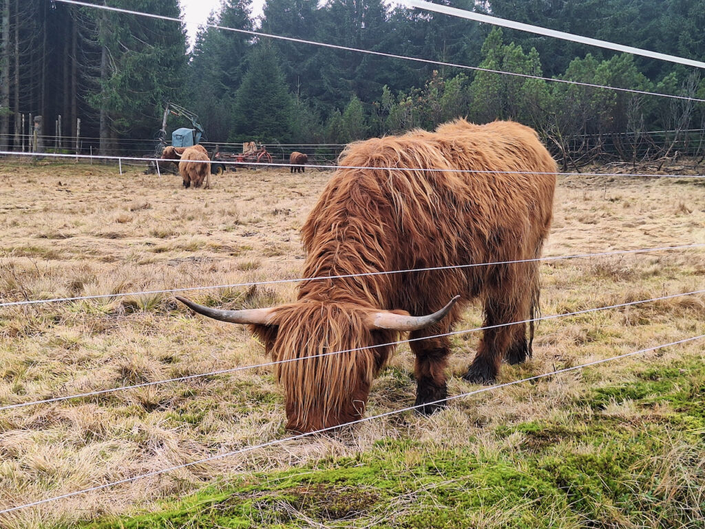 Highland cattle in Jizerka