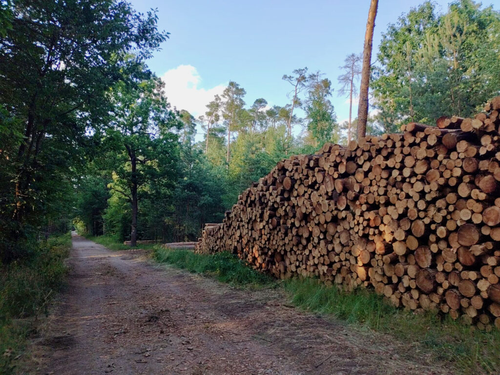 Kersko forest