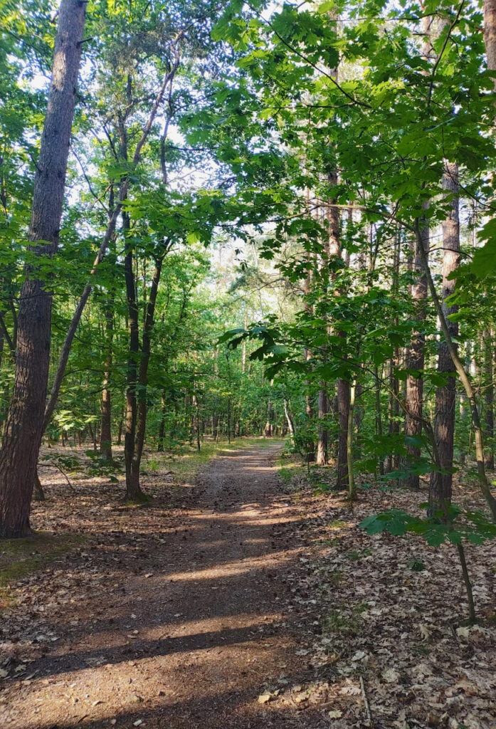 Kersko forest