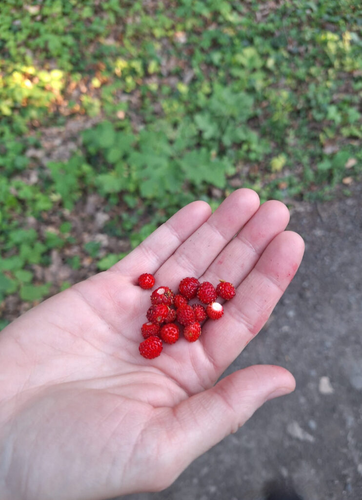 Wild strawberries in the Kersko forest