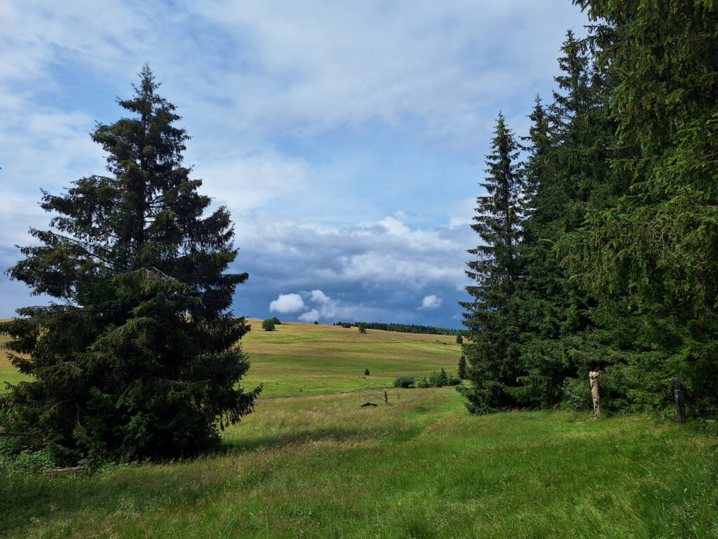 Forest in Krušné hory