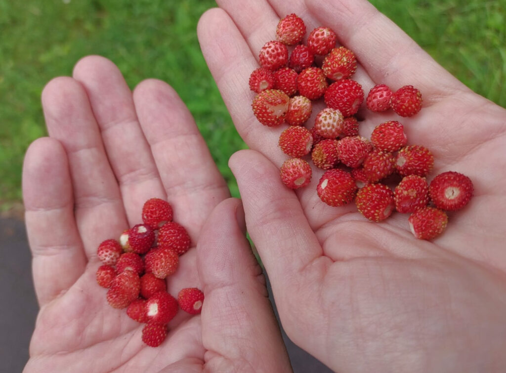 Wild strawberries in Kovářská's forest