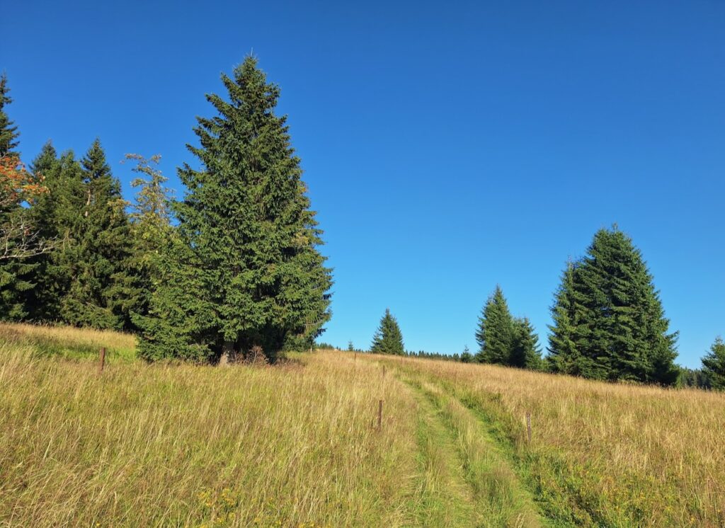 Abertamy hike: Blatenský vrch and the Wolf Pit
